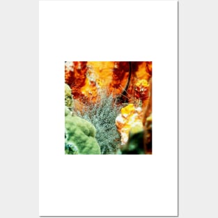 Corkscrew Anemone and Arrow Crab Coral Reef Grotto Posters and Art